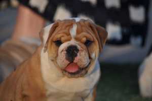 Aussie Bulldog Pup (Ready to go NOW)