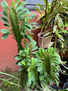 Euphorbia Trigonia Healthy African Milk Tree. Cactus in large pot. $10