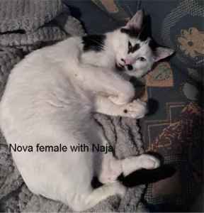 Nova - Perth Animal Rescue Inc vet work cat/kitten