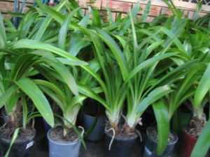 Large agapanthus, buy 10 get 1 free, plant now flower in Christmas