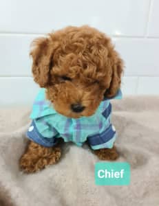 Tiny Purebred Toy Poodles with Registrations