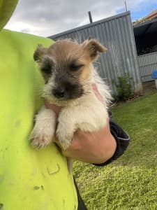 Male wire haired Jack Russell