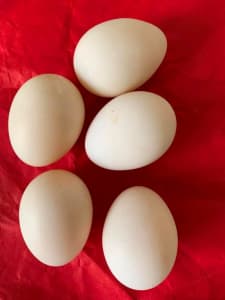 Free Range Duck Eggs $20 per dozen.