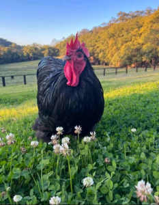 Australorp rooster