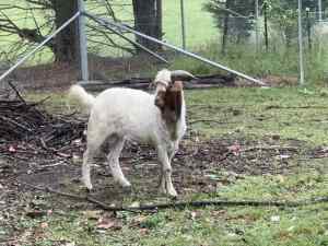 Two year old goat for sale $120