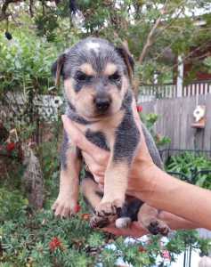 Pure Bred Australian Cattle Dog Puppies negotiable price