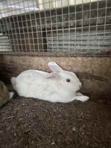 Netherland dwarf rabbits
