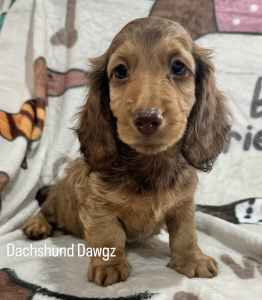 Pedigree Purebred miniature long haired dachshund