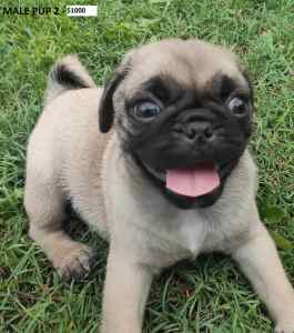 PUGS PUPPIES - FAWN, 1 MALES -$800 - LAST ONE!