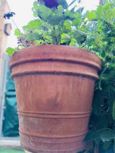 Huge Terracotta Pot with mixed flowers 60cm across x 50cm Height