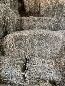 Cow hay for sale small squares