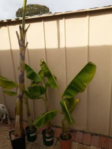Lady Finger Banana plants