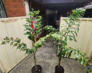 1.7m Foxtail Palms - native casula sydney plants