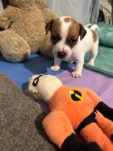 Jack Russell Puppy Purebred $850 - only 1 boy left