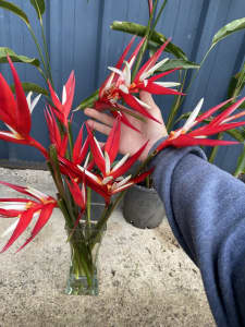 Bushy red christmas heliconia $25, in a 10 inch pot