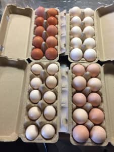 Fertile Eggs Sussex, lavender Sussex, Silkie