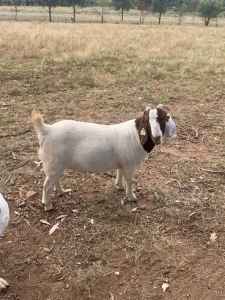 Boer goats females ready to breed 