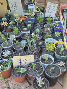Succulents $2 ea 7 for $10 or 3 for $5