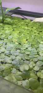 Amazon frogbit aquarium floating plant