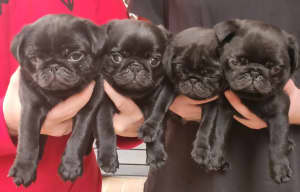 Black Pug Puppies - Boy and Girl - Ready to Go