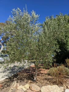 Olive tree - established and fruiting