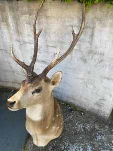 Taxidermy deer head large great for a feature wall