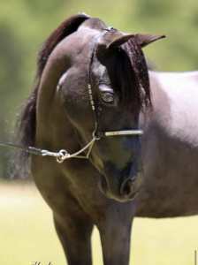 Sold PP - Gorgeous Miniature Horse Mare