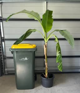 Very Healthy Mama and Baby Banana Plants in a Large Pot