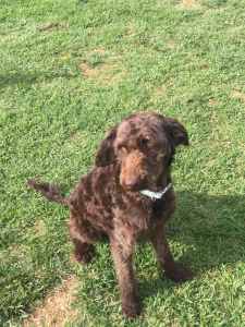 8 year old chocolate Labradoodle - free to good home