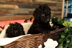 CAVOODLE PUPS AVAILABLE , 1 BOY LEFT READY NOW VIC3147
