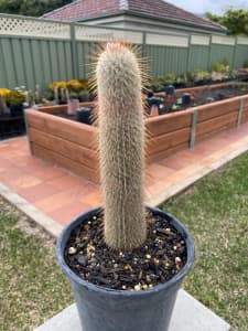 cleistocactus straussii or silver tourch cactus in kingsgrove