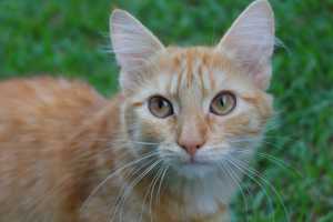 Long Hair Ginger Cat looking for a new home