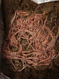 Live Compost Worms Packed To Order