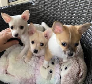 Pomchi puppies 9 weeks old REDUCED PRICE 
