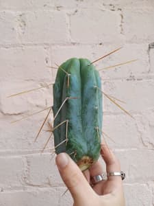 Tricho Cactus Cacti for Sale