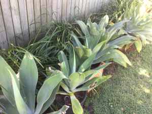 AGAVE PLANTS PERFECT FOR LANDSCAPING just $10 Each MEDIUM TO LARGE