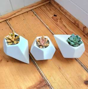 3 x Sedum Plants in Modern Ceramic Planters