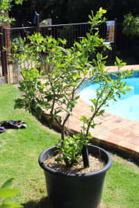 Large Semi Mature Citrus Lemon Tree in Pot