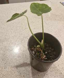 Indian taro plant 