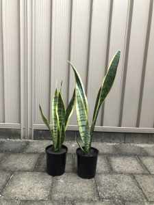 Variegated sansevieria Snake plants/Mother in laws tongue pots.
