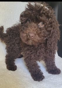 Chocolate Miniature/toy Poodles