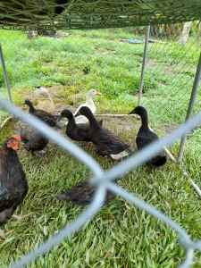 DUCKS AND CHICKENS FOR SALE AND SOME FREE (PETS)