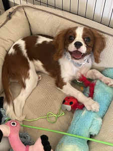 5 month old male cavalier King Charles puppy