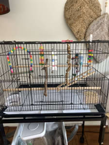 Budgie and cage