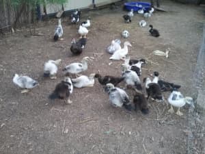 Muscovy ducks for sale very friendly