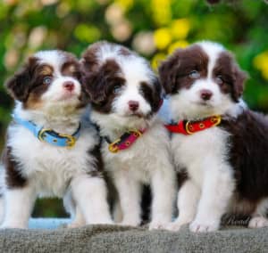 Stunning Miniature Bordoodle Puppies