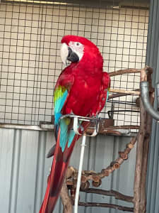 Macaws and Amazons Sale, young and mature pairs, please make offer