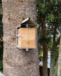 Native Stingless Bee Hives and Services