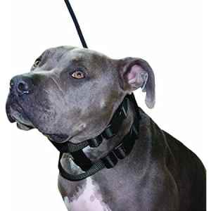 illusion collar and leash set