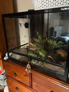 2x barking geckos & full terrarium set up